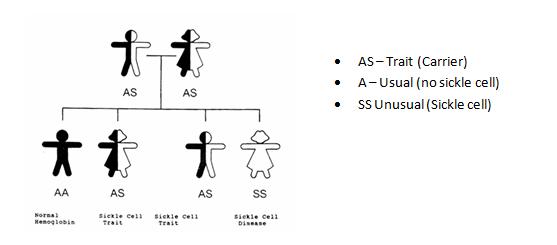 Inheritance Of Sickle Cell Anaemia Sickle Cell Society 