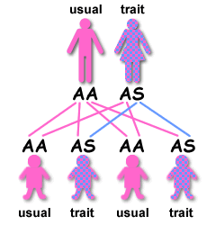 Sickle Cell Genotype Chart