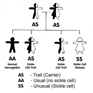 Sickle Cell Inheritance Chart