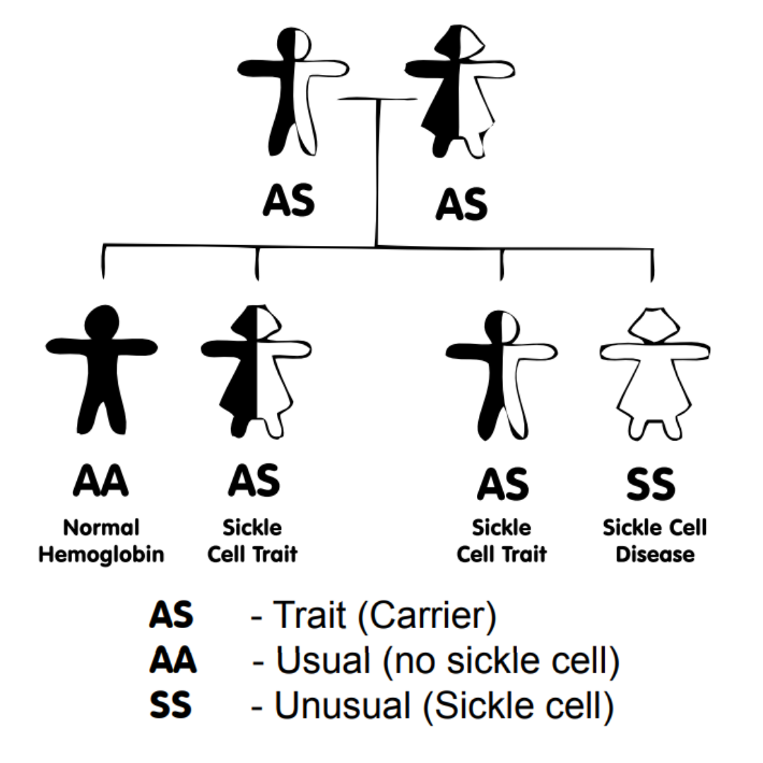 Sickle Cell and Trait Family Tree (Square) » Sickle Cell Society